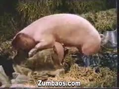 Two doxies fuck with a pig